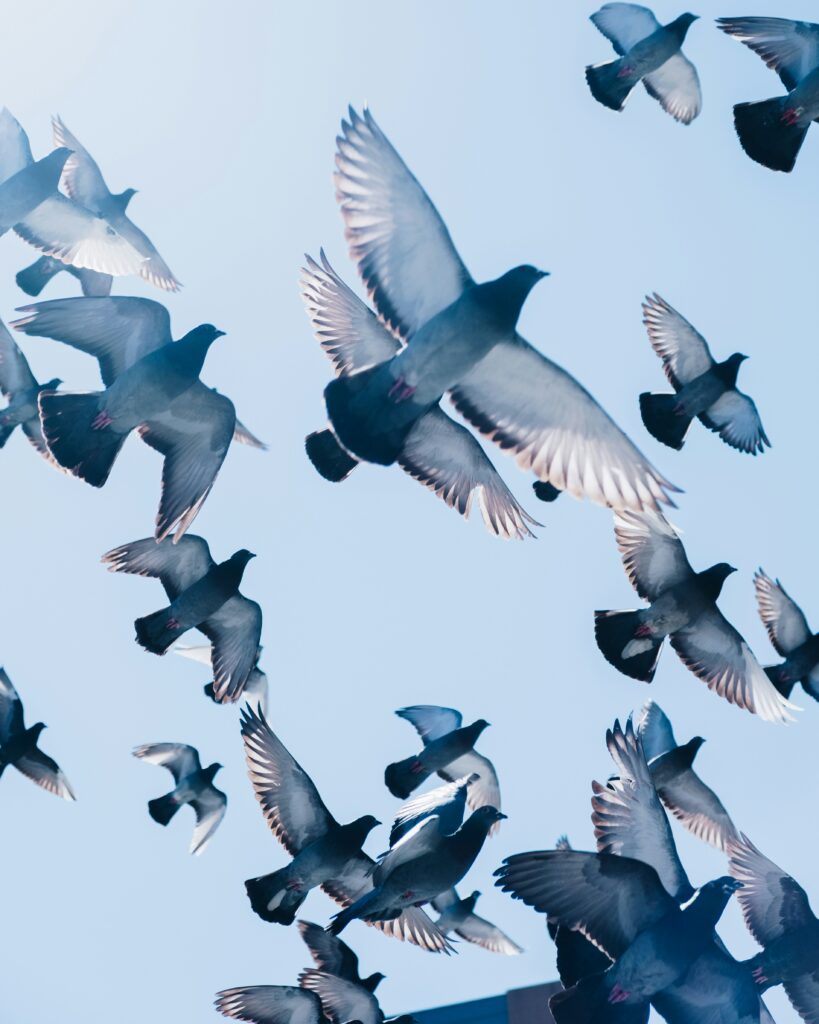 Racing pigeons in flight