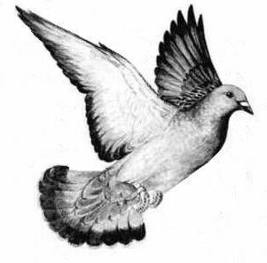 pigeon a7834e57 add3 40ec a228 6b2ecedb00e7